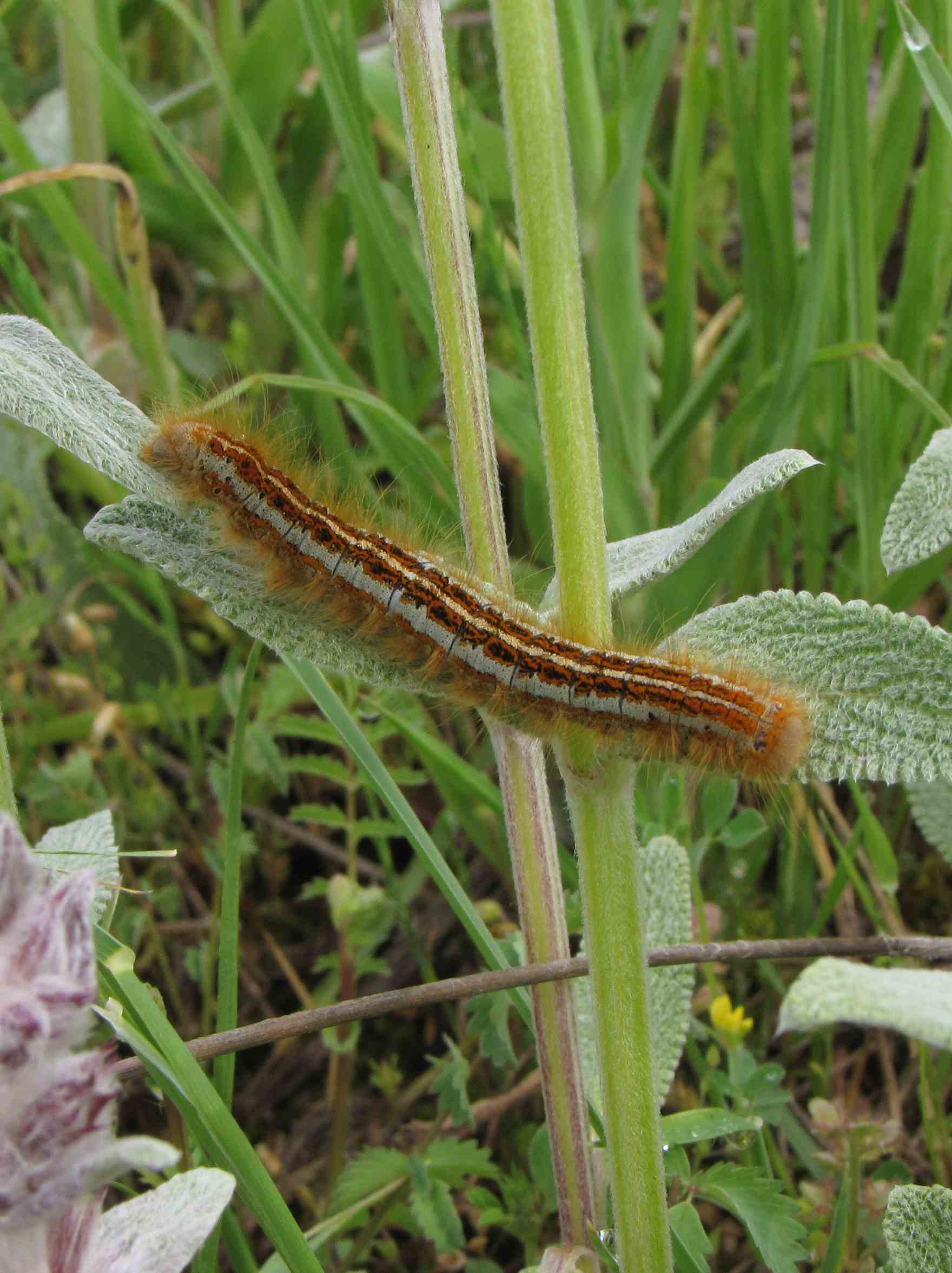 bruco - Malacosoma neustria